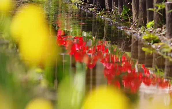 Water, flowers, glare, reflection, posts, the fence, blur, spring