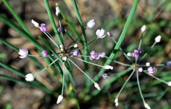 Purple, flowers, bow