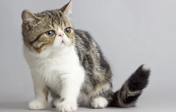 Cat, look, background