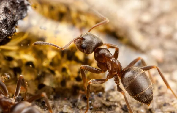 Insects, ants, bokeh