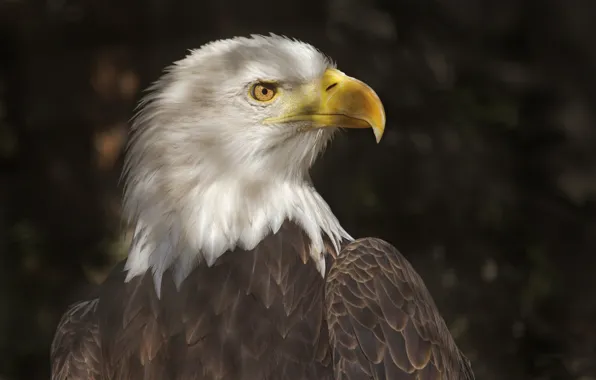 Picture light, bird, shadow, predator, beak, profile, tail, bald eagle