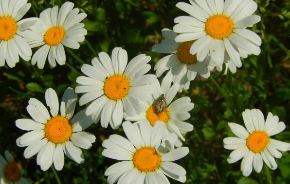 Grass, flowers, widescreen, Wallpaper, chamomile, wallpaper, widescreen, a blade of grass