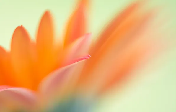 Flowers, petals, blur, pink-orange