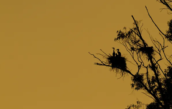Picture birds, tree, silhouette, socket