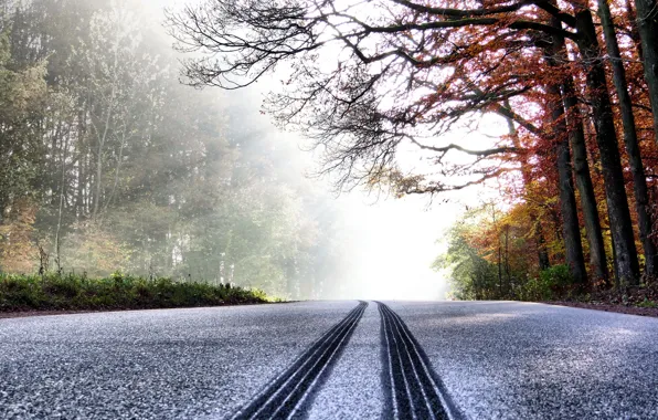 Winter, road, forest