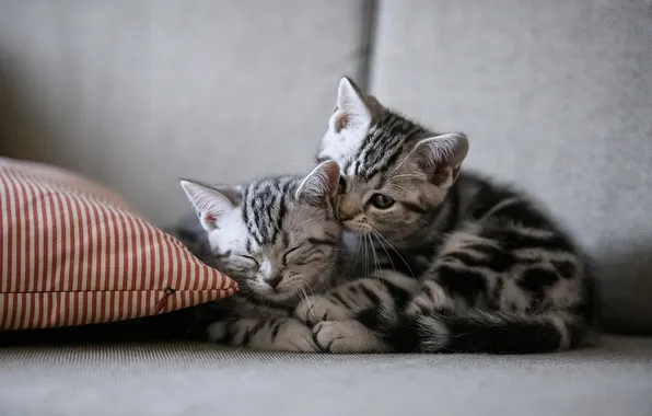 Look, cats, pose, kitty, sofa, kittens, pillow, grey