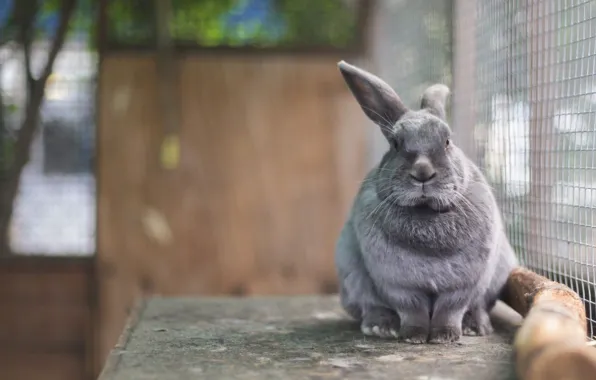 Rabbit, Eeyore, in a cage