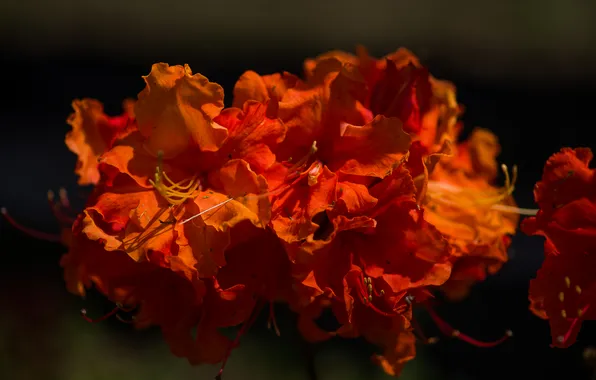 Summer, flowers, background, Azalea