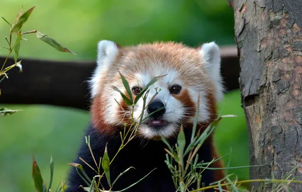 Language, leaves, background, tree, portrait, red Panda, bark, face