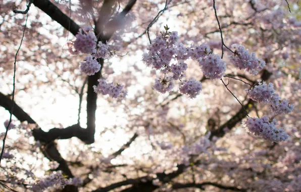 Light, flowers, branches, spring, Sakura, flowering, almonds, bokeh