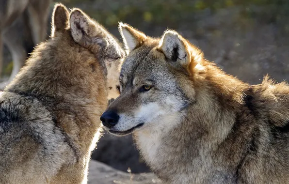 Nature, snow, predator, face, animal, wolf, wolves, wildlife