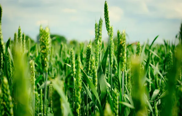 Picture wheat, field, summer, green, ears
