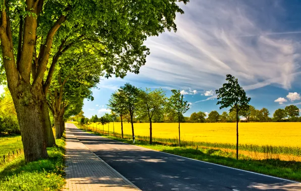 Road, field, the sky, trees, nature
