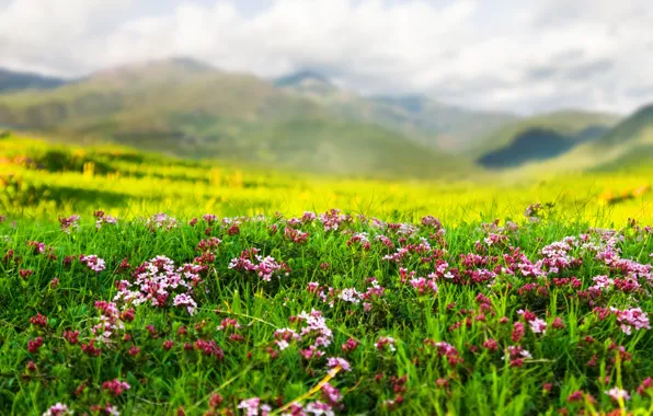Picture landscape, flowers, mountains, nature, spring, weed
