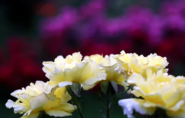 Flowers, roses, yellow, bokeh, purple background