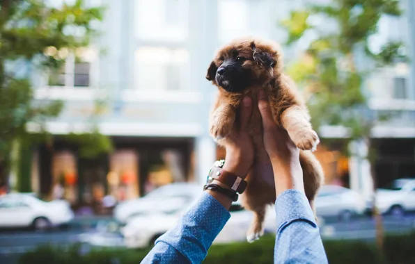 Picture watch, hands, puppy