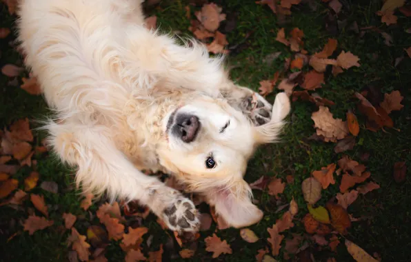 Picture autumn, look, face, leaves, pose, foliage, the game, dog