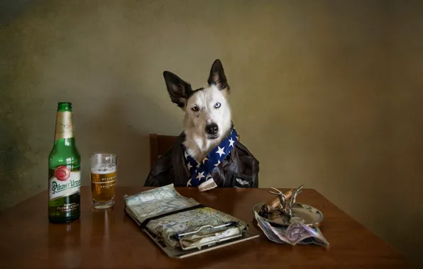 Look, beer, dog