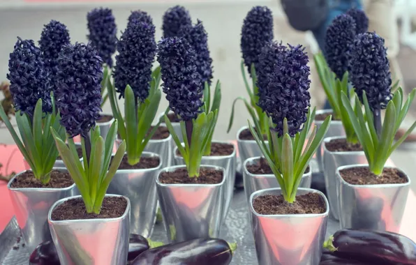 Summer, flowers, pots, hyacinths