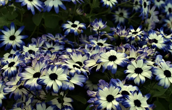 Picture flowers, nature, a lot