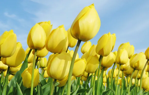 Picture flowers, tulips, yellow