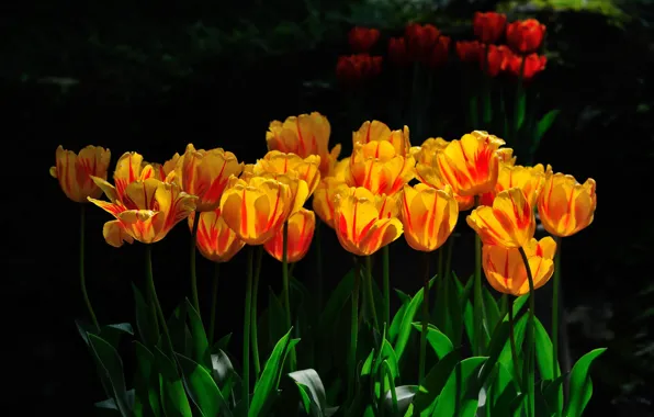 Picture leaves, light, flowers, yellow, red, nature, the dark background, spring