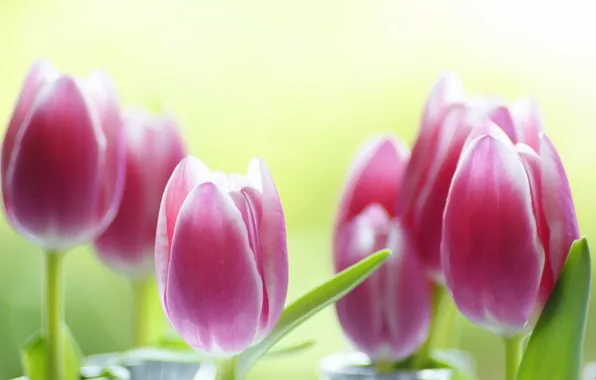 Flowers, background, tulips, pink