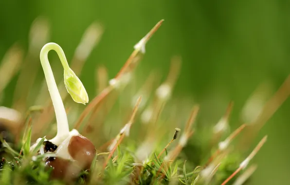 Greens, grass, plant, Rostock, Macro, germination