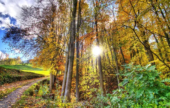 Autumn, leaves, trees, the rays of the sun, path, the bushes