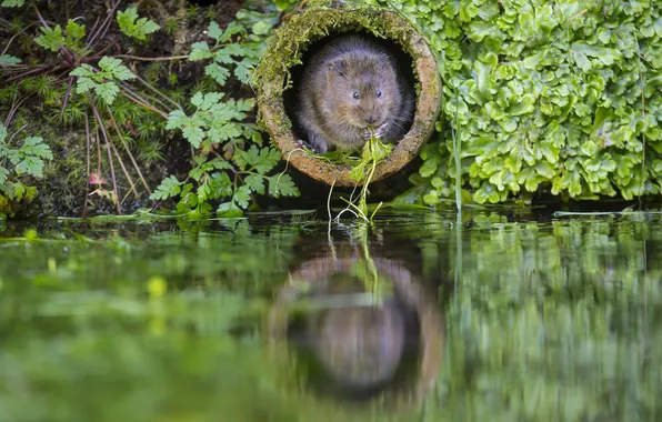 Picture green, water, plants, Pipe, The rat molehill
