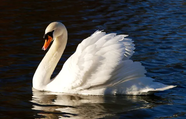 Water, reflection, bird, ruffle, Swan, mute
