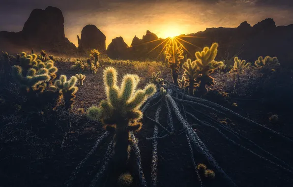 The sun, mountains, rocks, cacti