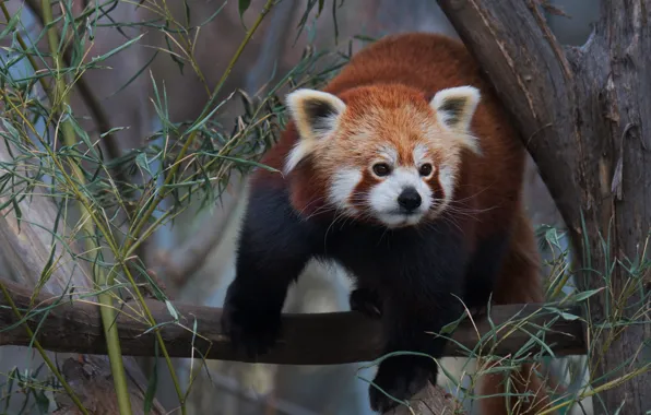 Leaves, branches, pose, tree, red Panda, face, red Panda