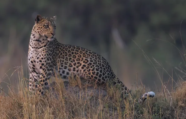 Picture grass, leopard, wild cat, handsome