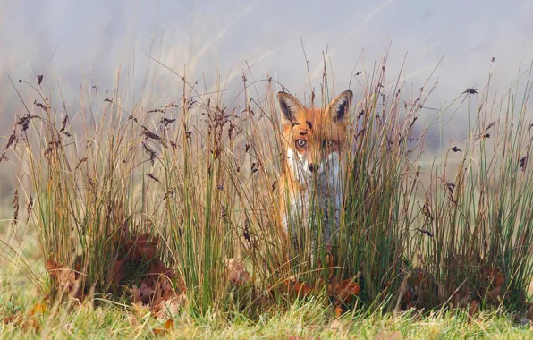 Grass, nature, Fox, Fox