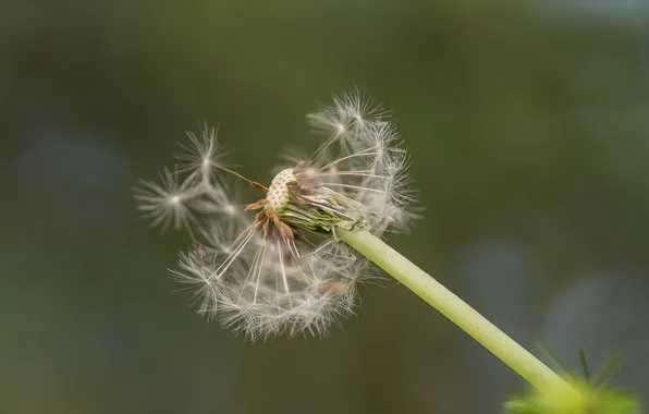 Macro, nature, bokeh, Dandelion