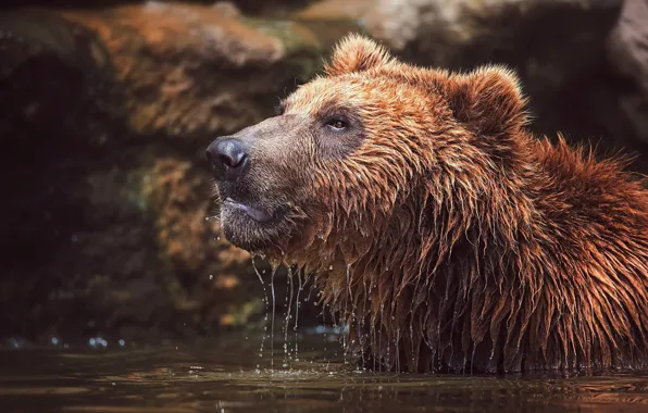 Face, water, wet, bear