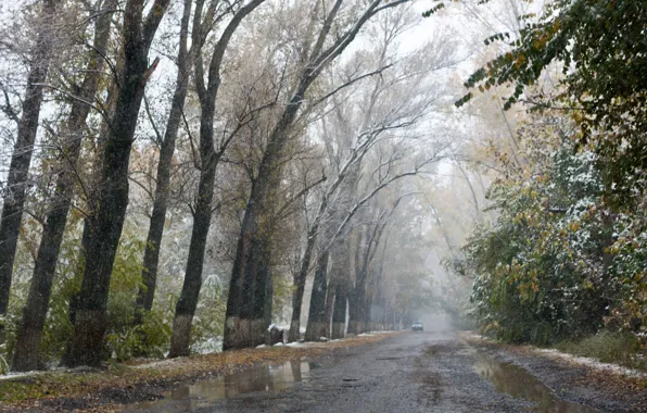 Road, autumn, trees, alley, slush, the first snow