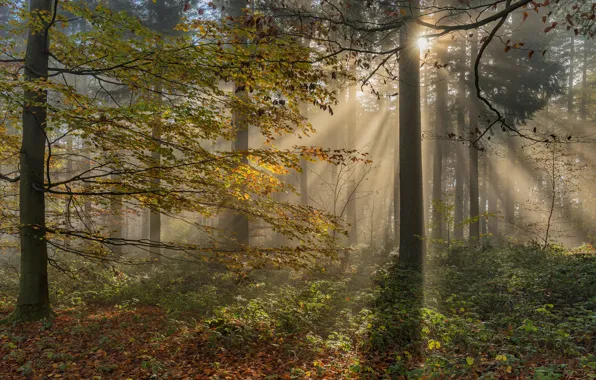 Autumn, forest, the sun, rays, light, trees, branches, fog