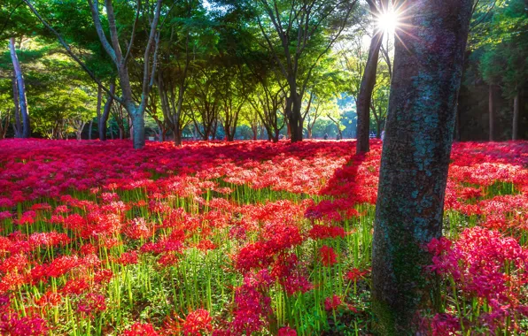 Summer, the sun, trees, flowers, Park, thickets, glade, garden