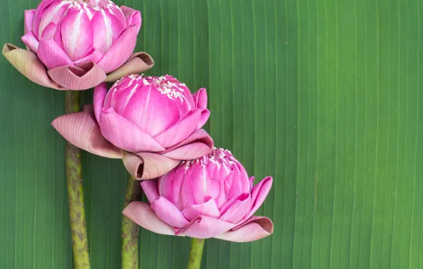 Flowers, pink, Lotus, buds, pink, flowers, lotus