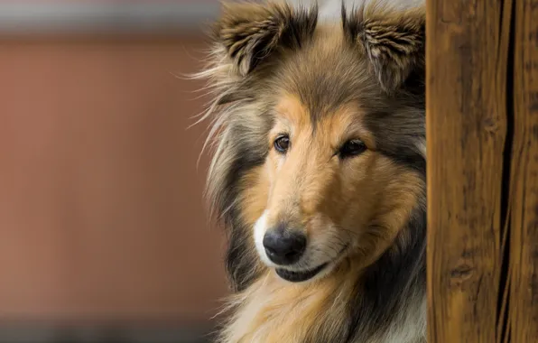 Picture look, face, dog, Rough collie