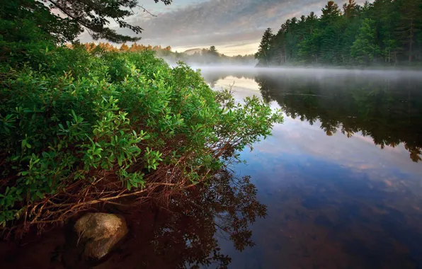 Forest, fog, river, Bush, morning
