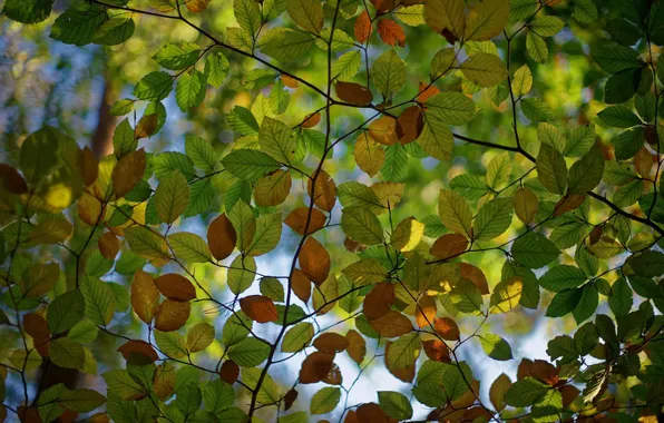 Picture the sky, leaves, branches