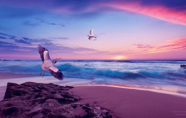 Sea, the sky, sunset, shore, Seagull, stork