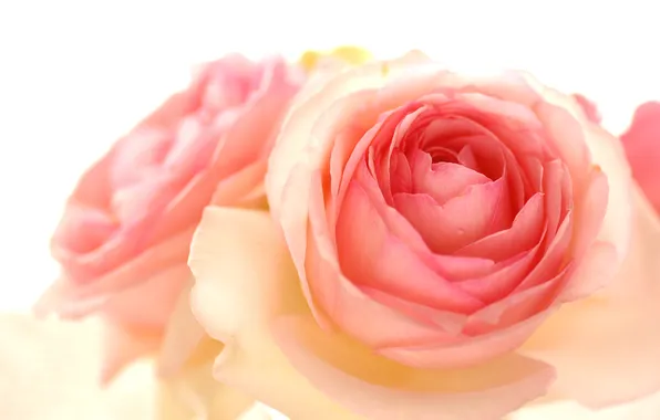 Picture rose, drop, pink, bright, pierre de ronsard