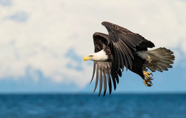 Picture flight, bird, pond, bald eagle