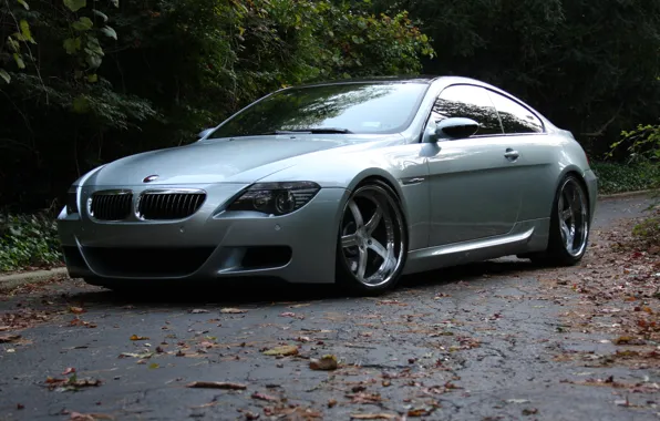 Road, leaves, trees, reflection, bmw, BMW, silver, wheels