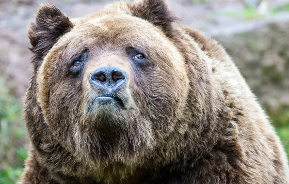 Picture sadness, Grizzly Bears, bears, brown bear, brown grizzly bear