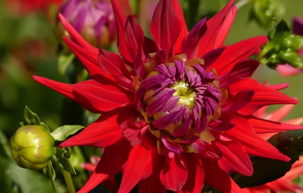 Macro, petals, Bud, Dahlia